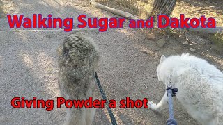 Walking Sugar and Dakota by Wolf Daddy Leyton Jay Cougar 203 views 3 years ago 5 minutes, 35 seconds