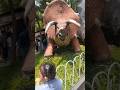 TRICERATOPS DINOLAND #dinoland #dinosaur #triceratops #trex #trending