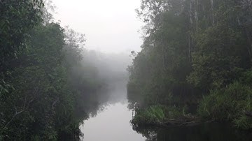 Borneo Rainforest Soundscape - Gibbon Call