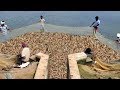 PRAWN/SHRIMP HARVESTING