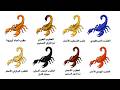 أخطر أنواع العقارب في العالم... بعضها قد يكون في منزلك الآن