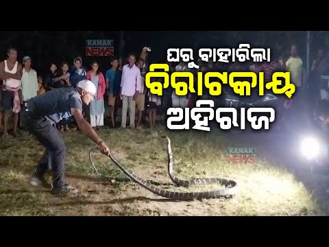 12 Ft Ahiraj Snake Rescued From A Village In Balasore