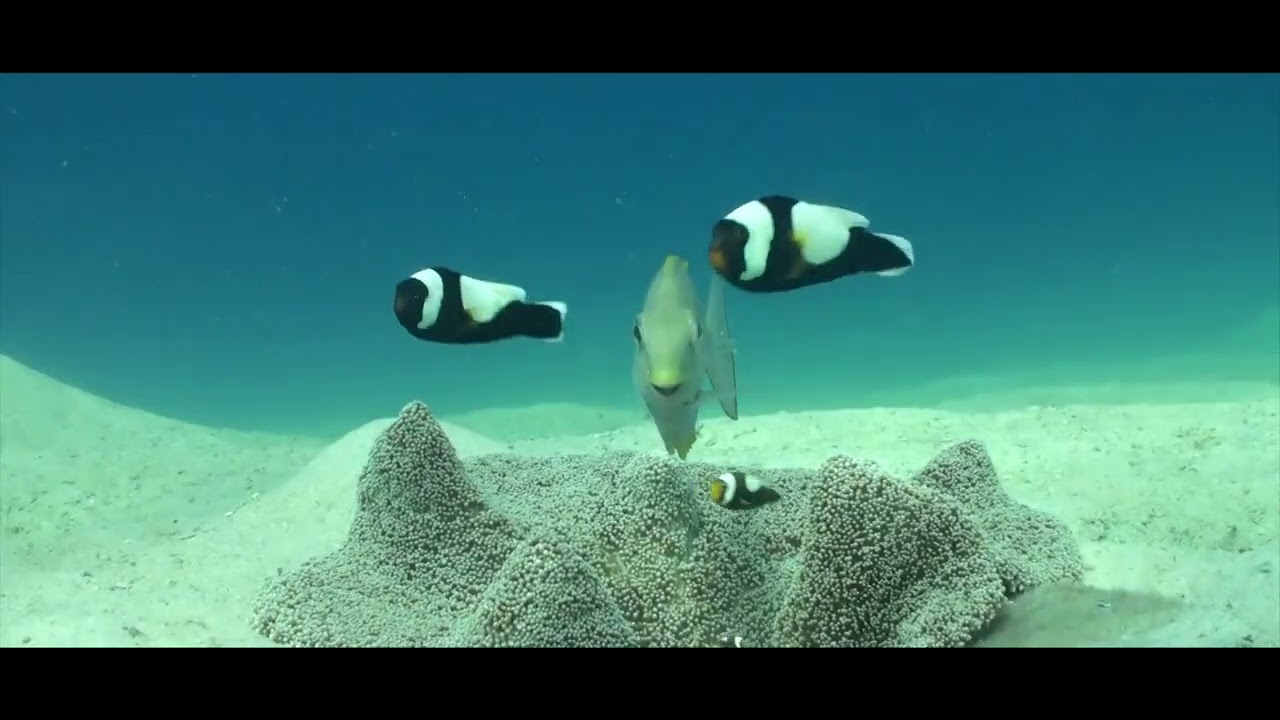 Clownfish and Anemones. How Nemo finds his Anemone. - YouTube