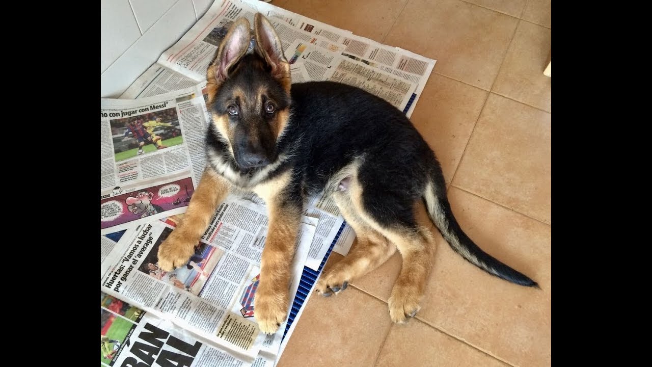 german shepherd dog wags its tail