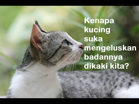 Video: Koordinasi Kaki Di Kucing