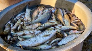 Fresh Fish Catch | Cooking Up a Super Tasty Dish | Local Fish | Naga Kitchen