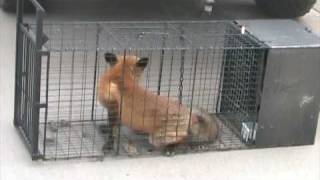 Red Fox Removal Relocation2 02 24 2009