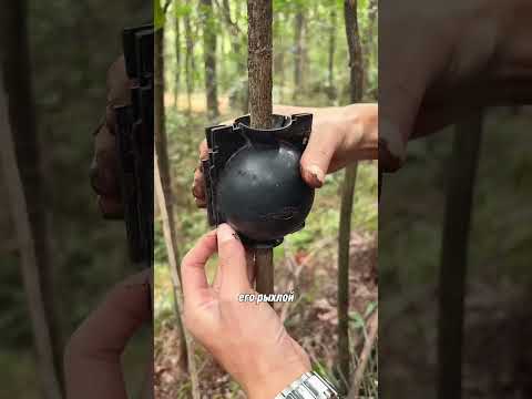 воздушное укоренение