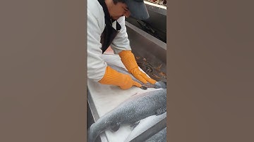 Faroe island salmon fillet both side