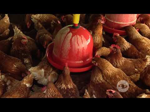 Video: Cómo cobrar por donar huevos: 12 pasos (con imágenes)