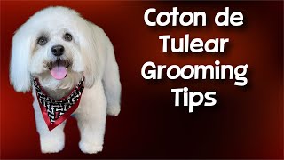 Coton de Tulear Grooming Tips