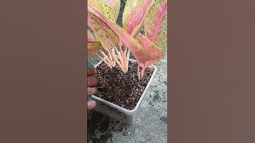How to Propagate Aglaonema with Simple Method Part 6