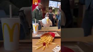 Seagull versus McDonald’s fries