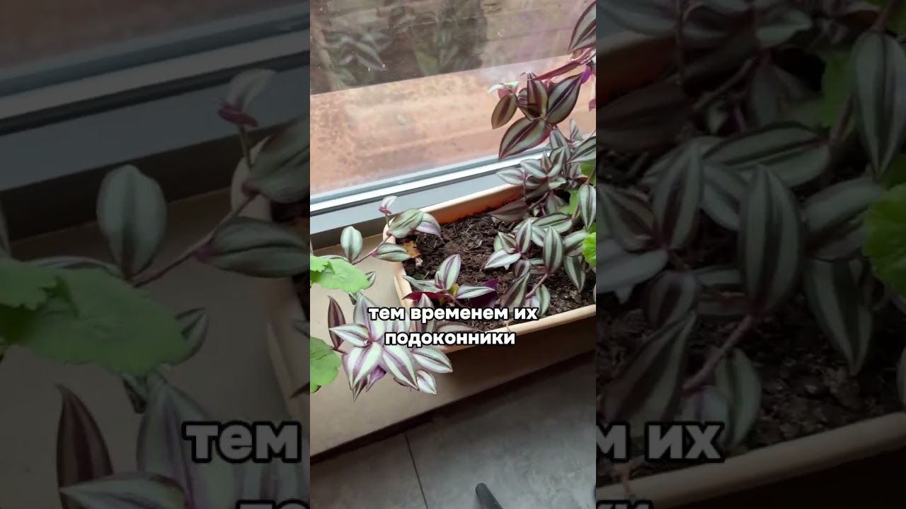 Весьма странное озеленение и концепция🙃