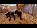 THREE GOAT BIRTHS IN ONE DAY!