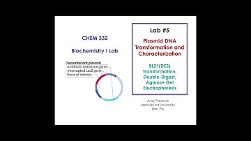 Plasmid Transformation and Digestion