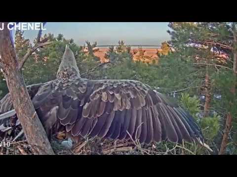 ELANG "Proses berkembang biak burung elang"