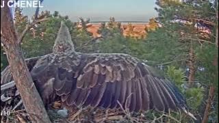 ELANG 'Proses berkembang biak burung elang'