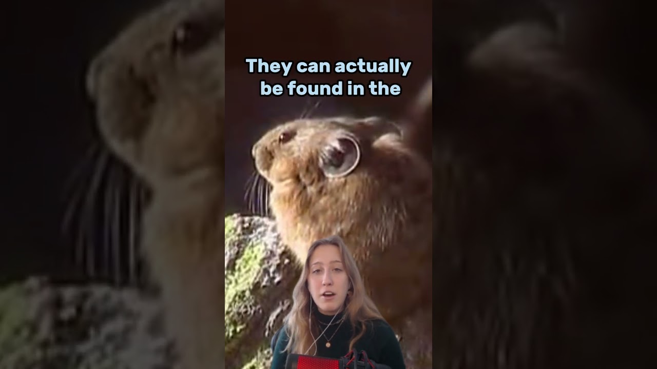 Real life PIKACHU! Cutest Animal Sound! 