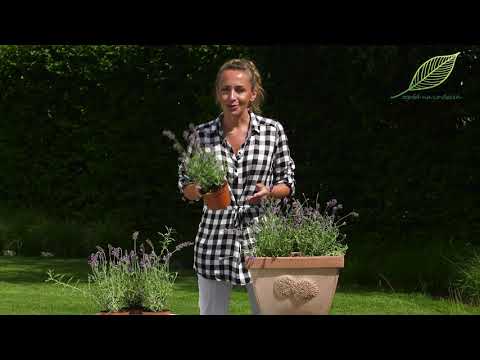 Wideo: Jak Uprawiać Kwiaty W Pojemnikach