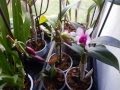 Любительская коллекция орхидей