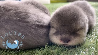 カワウソの赤ちゃんのスゴわざ、呼び寄せの術！　Otter baby summons mom!