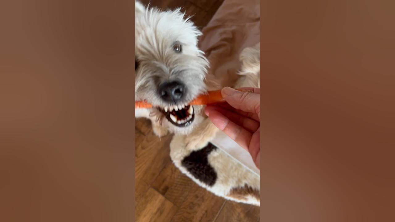 We love carrots! 🥕#naturalpetcare #healthydog #doghealthcare