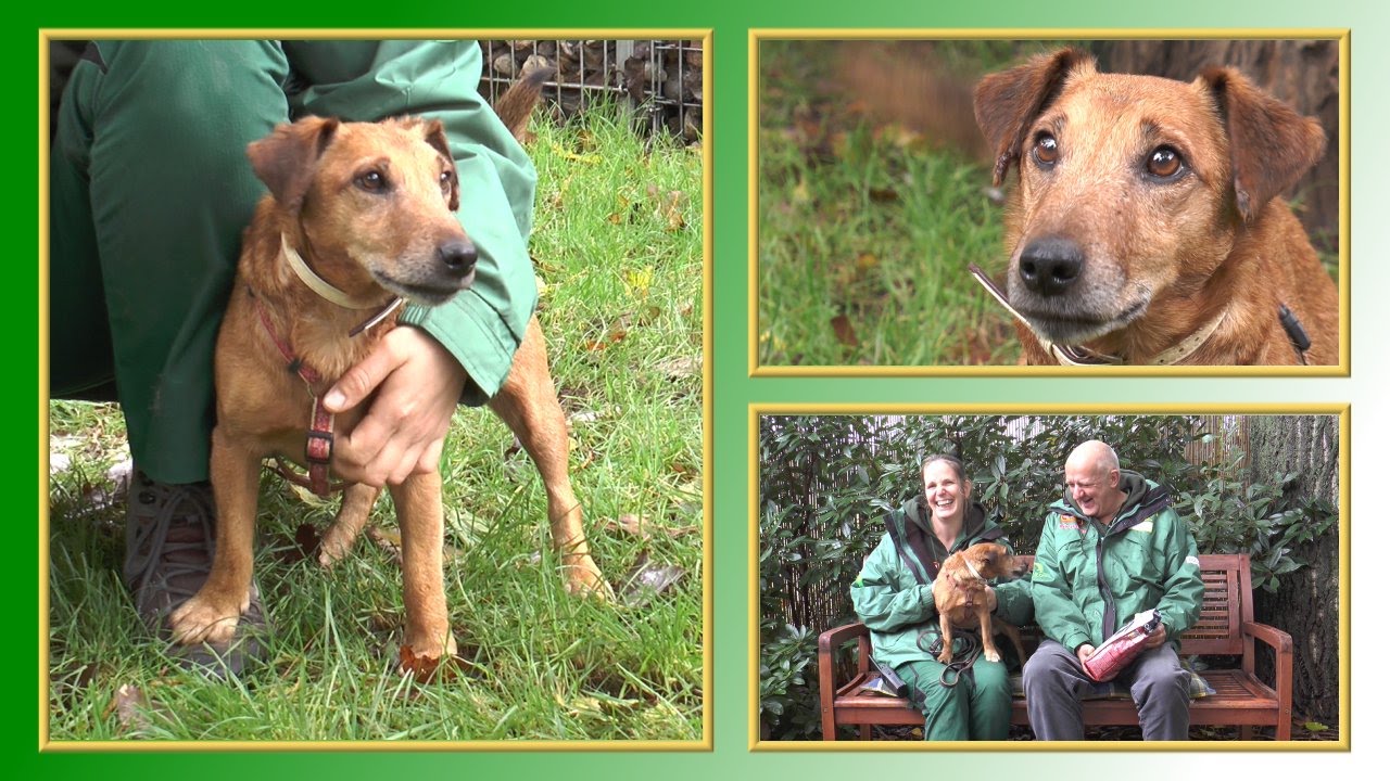 Hundevermittlung - Oktober/November 2015 (Tierheim Hannover TV) - YouTube