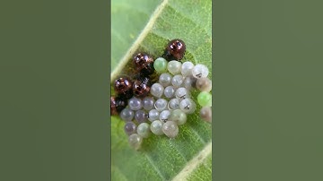Green Shield Bugs (Stink Bugs). First Instar (Hatchlings)