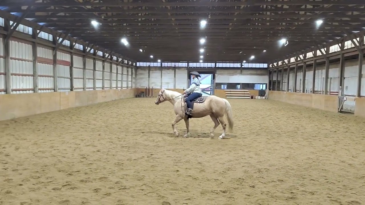 WDAA - Intro 2 - Scotch the Impulse - Cat D.