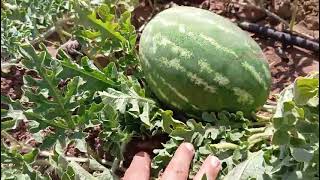 Bugün Ai̇lece Çaliştik Bağ Bahçe Bostan