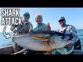 Shark attacks our massive 200lb tuna