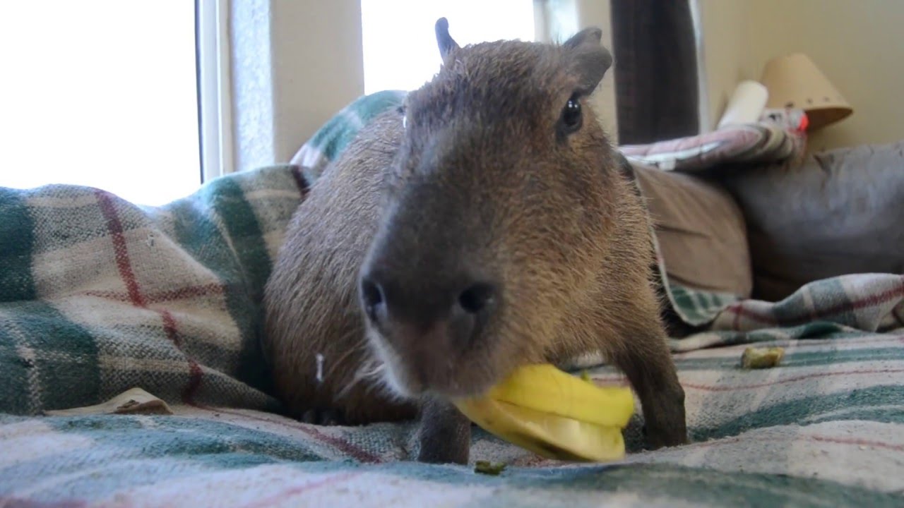 Do Capybaras Eat Bananas? Surprising Facts Revealed