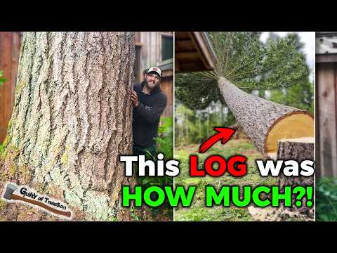 The Loggers Needed a Climber for this MASSIVE Tree!!!