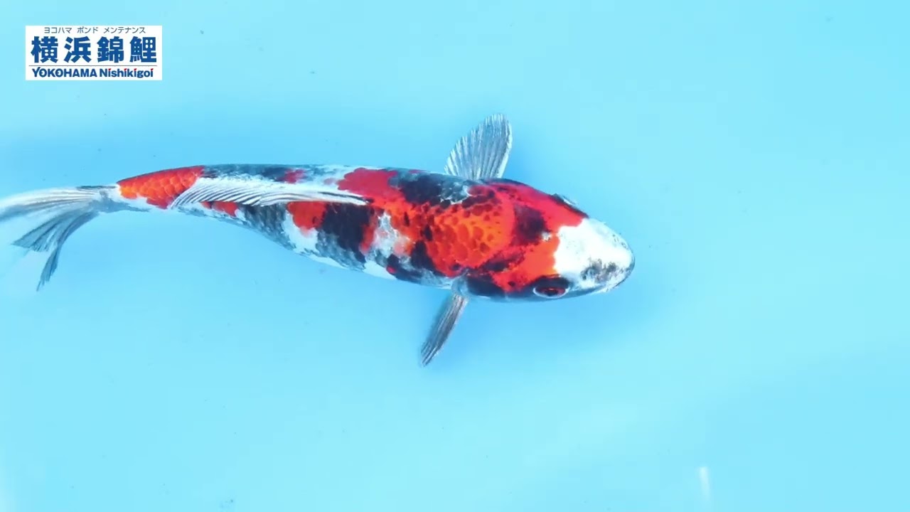 横浜錦鯉】金昭和18㎝ 新潟県・宮石養鯉場産 - YouTube