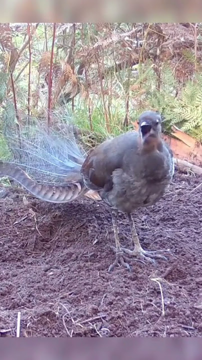 MOMEN LANGKA,,SUARA LYREBIRD YANG MEMUKAU#lyrebird#burung#burunglangka💯