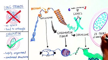 What is Chromatin?