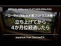 【コリドラス水槽1号】立ち上げてから4ヶ月位経過したら