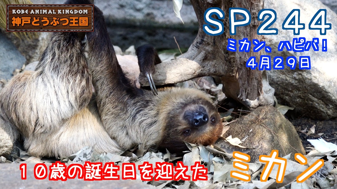 SP244 10歳の誕生日を迎えたナマケモノ（ミカン） - YouTube