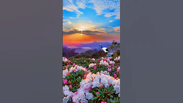 Beautiful Flowers Best song Status😍🥰💞 #flowers #nature #love