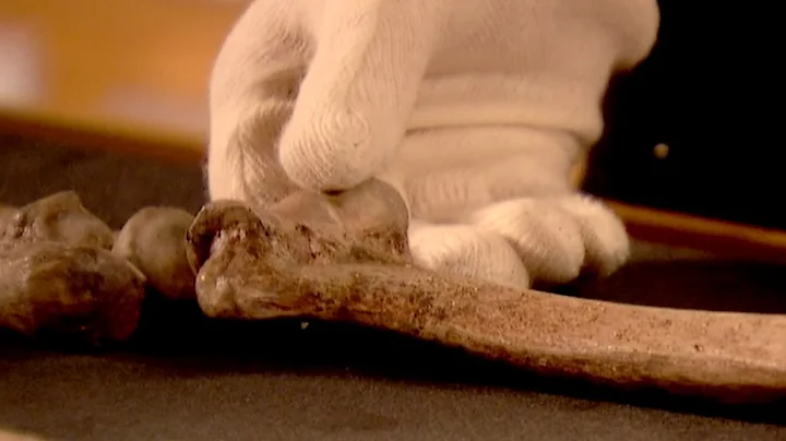 Has Human Technology Kept Us from Evolving? | Earth Science