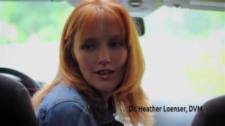 Pupsaver Dog Car Safety Seat- The Only Crash Tested Rear Facing Seat For Dogs