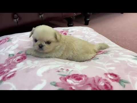 ミックス犬 チワワ ペキニーズ チワペキ 可愛い女の子 Youtube ミックス犬 チワワ ペキニーズ チワペキ 可愛い女の子 Youtube