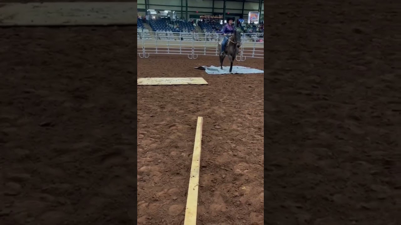 Amelia’s win at the 2022 SouthernEquine Expo colt starting. A little bit from all the rounds shown!