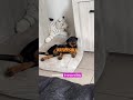 You’re Damaging Your Rottweiler Puppy Without Knowing This… #rottweiler #rottie #rottweilerpuppy