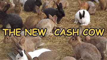 The Untold Secrets of Starting a Rabbit Farming Business