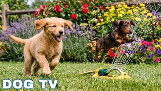 12 Hours of Dog TV for Dogs to Watch Relax 📺 Soft Piano for Dog Loneliness 🎹 Stay Peaceful & Happy 🐾 screenshot 4