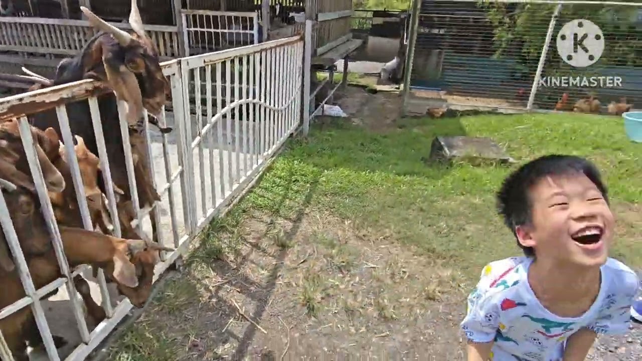 202512 Ostrich Wonderland Semenyih