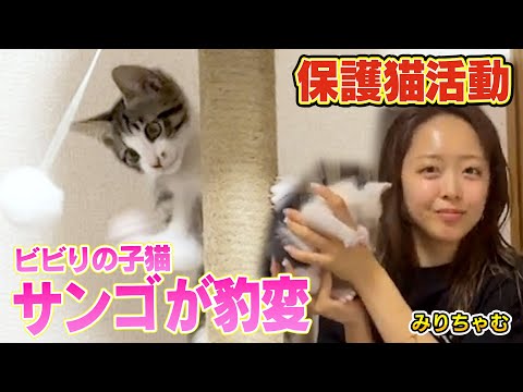 【みりちゃむと保護猫】うみ一家の子猫の中で１番のビビリだったサンゴが進化しました！