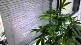 freshly transplanted Casey Dawg